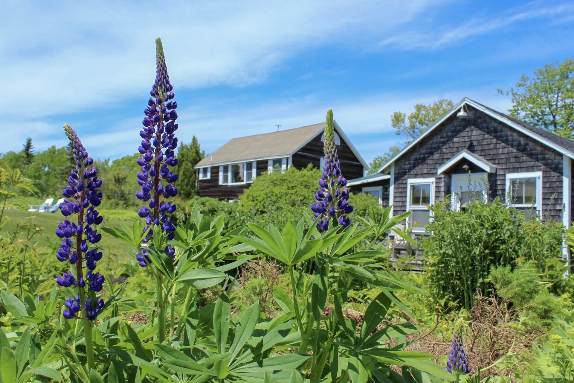 Lupine by Hanleigh Bradley