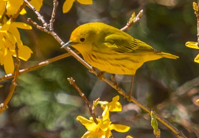 Yellow bird in a forsythia bush in bloom