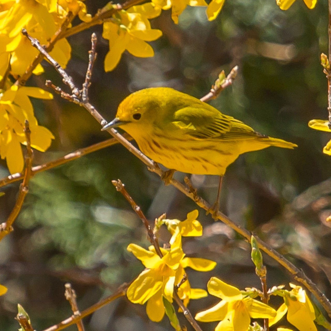 Yellow bird in a forsythia bush in bloom