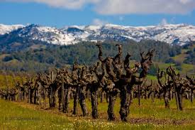Wine Wine