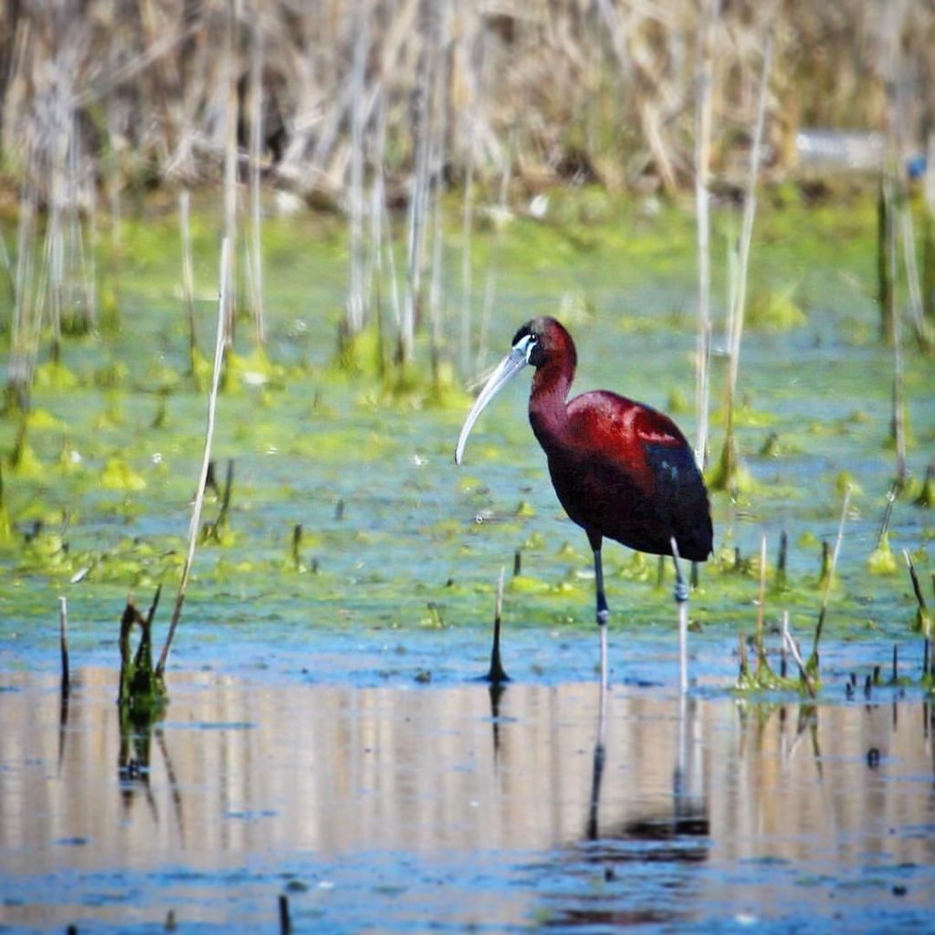 birding on nauset marsh 