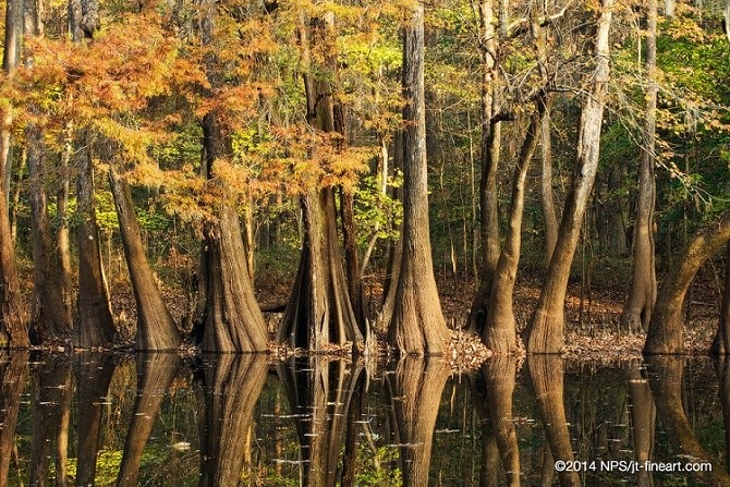old growth trees with autumn leaves in swamp land congaree national park