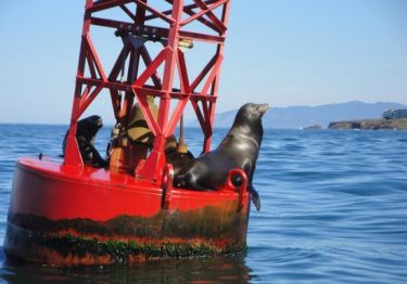 seals on a red buoy
