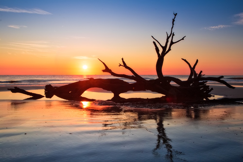 Stunning Vistas on Driftwood Beach on the Golden Isles of Georgia