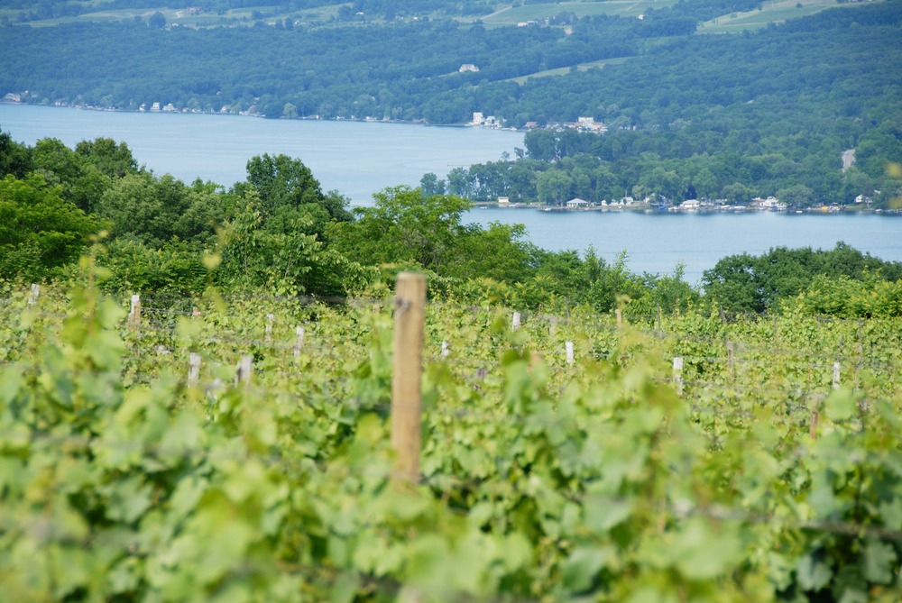 Stunning vineyard views from Finger Lakes Wineries in New York