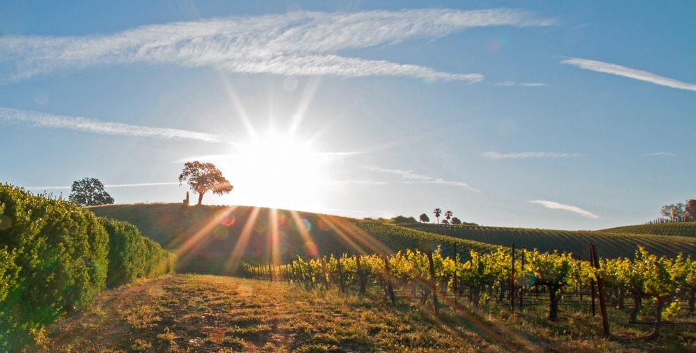 best wineries in Paso Robles