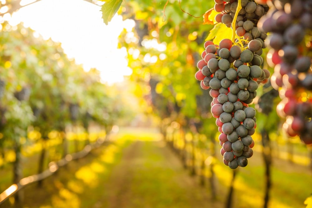 Grapes in a vineyard