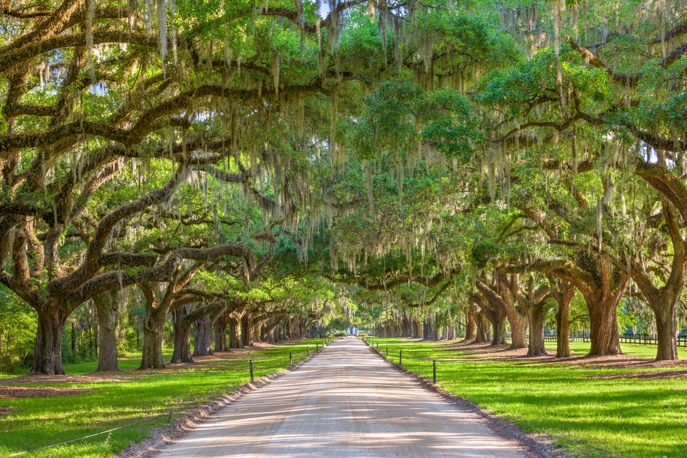 charleston historic district tours