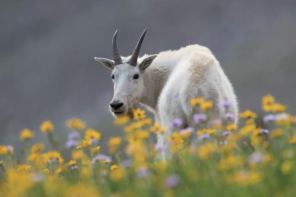 See goats and other wildlife in Glacier National Park this summer