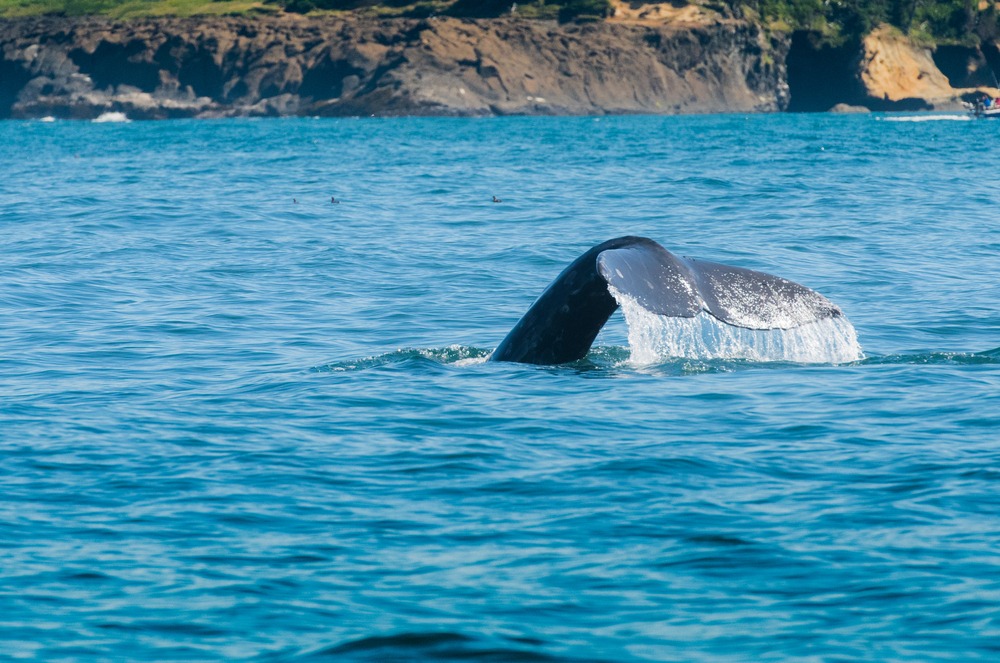 Whale watching off the Oregon Coast near Depoe Bay Oregon