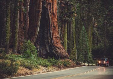Stunning trees in Redwood, one of the most beautiful National Parks in California