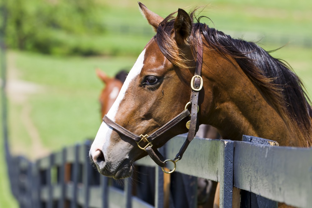 Tour Horse Farms and Visit the Kentucky Horse Park near Lexington Kentucky