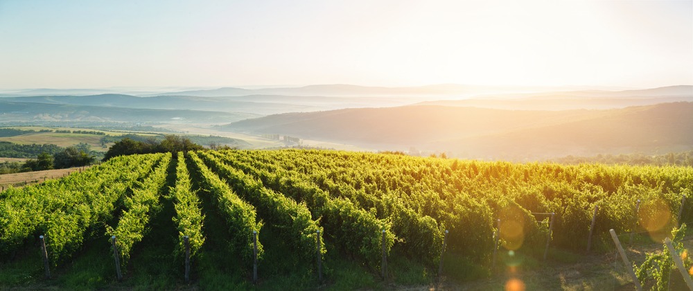 A beautiful vineyard sunset at the Northern Georgia Wineries