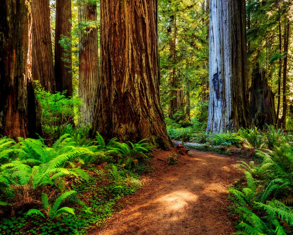 7 Breathtaking Things At Redwood National Park You MUST See