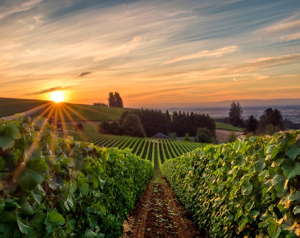 A stunning sunrise over Willamette Valley wineries in Oregon