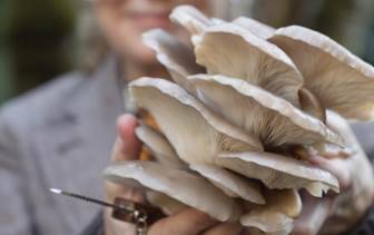 Mushroom