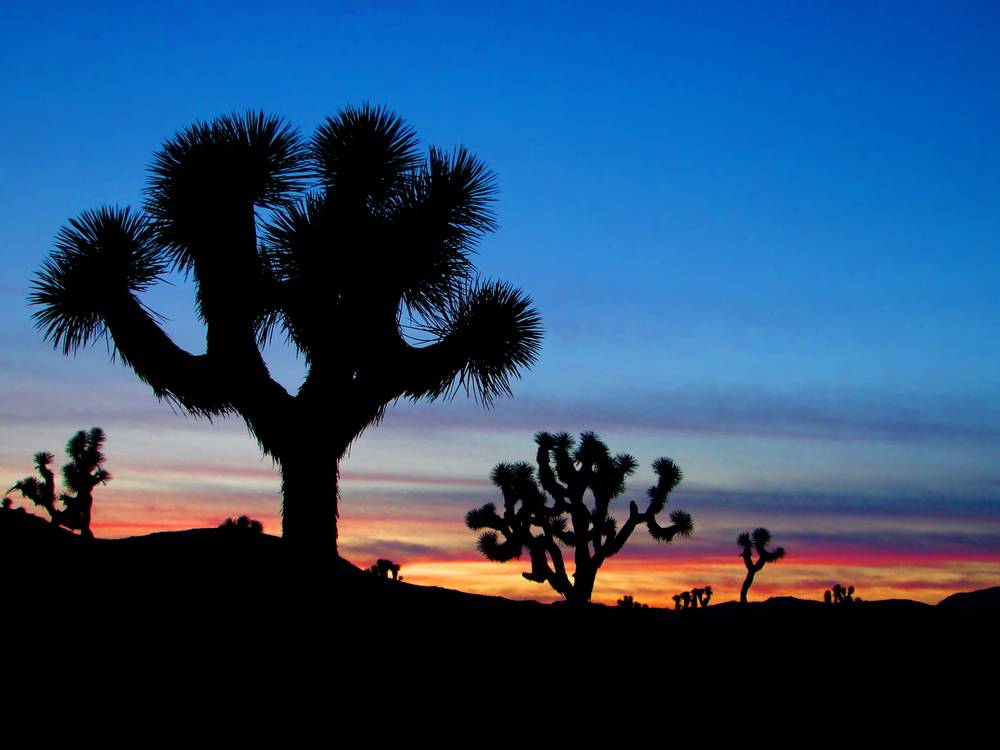 joshua tree