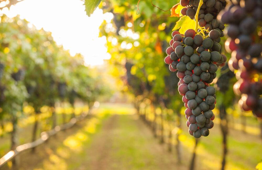 5 of the Best Wine Regions in the US to Visit in 2022