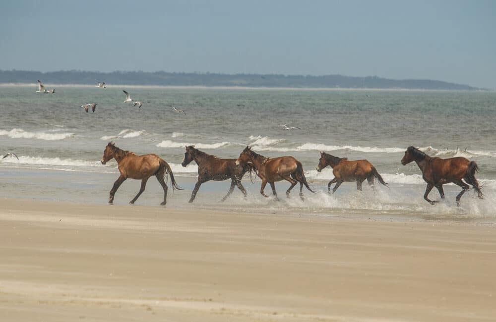 wild horse running on beach