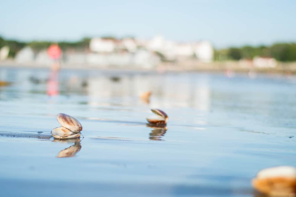 fresh seafood on the beach - it's one of the most popular things to do in Kennebunkport Maine