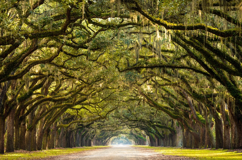 A classic view of old mossy trees in Savannah - and one of the things you'll enjoy when you know the best places to stay in Savannah
