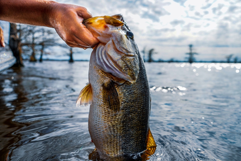 Best Bass Fishing Spot in Texas - Visit Lake Fork