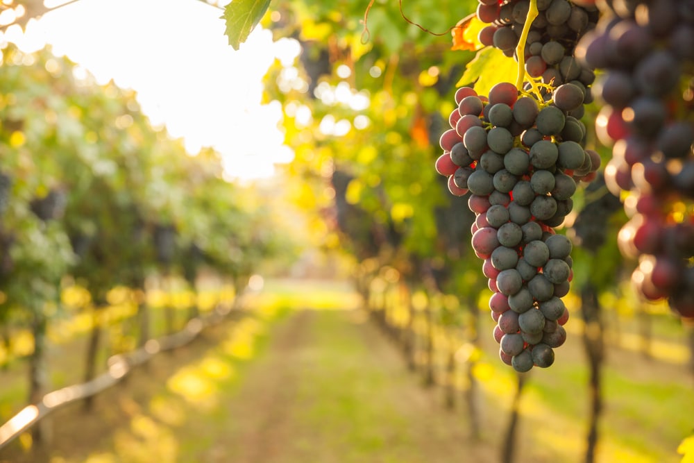 Visit Beautiful Vineyards when you know where to stay in Napa Valley