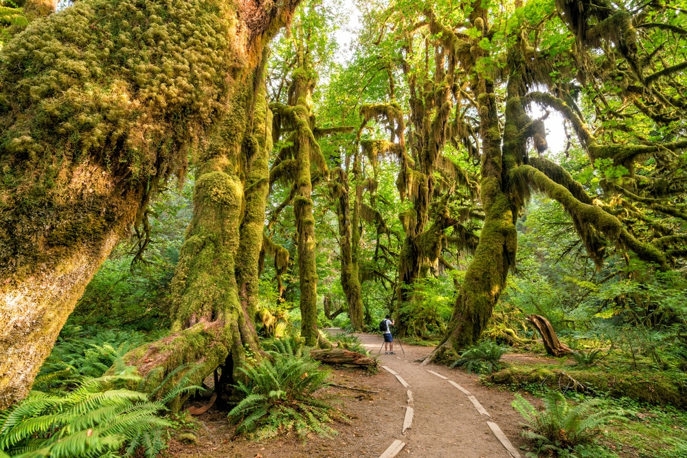 Discover the best places to stay near Olympic National Park to see amazing place like this, the Hoh Rainforest