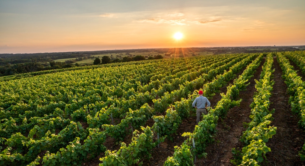 These 10 Wineries in North Georgia Are Perfect For Fall!