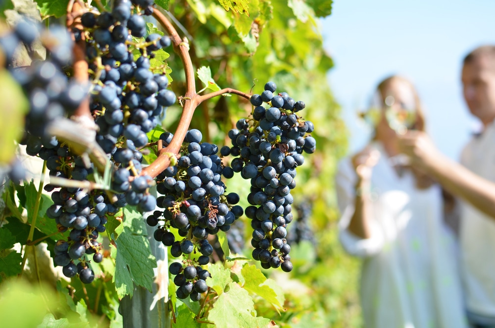 After exploring Taughannock Falls State Park, enjoying a bit of wine tasting nearby - it's one of our favorite things to do in the Finger Lakes!