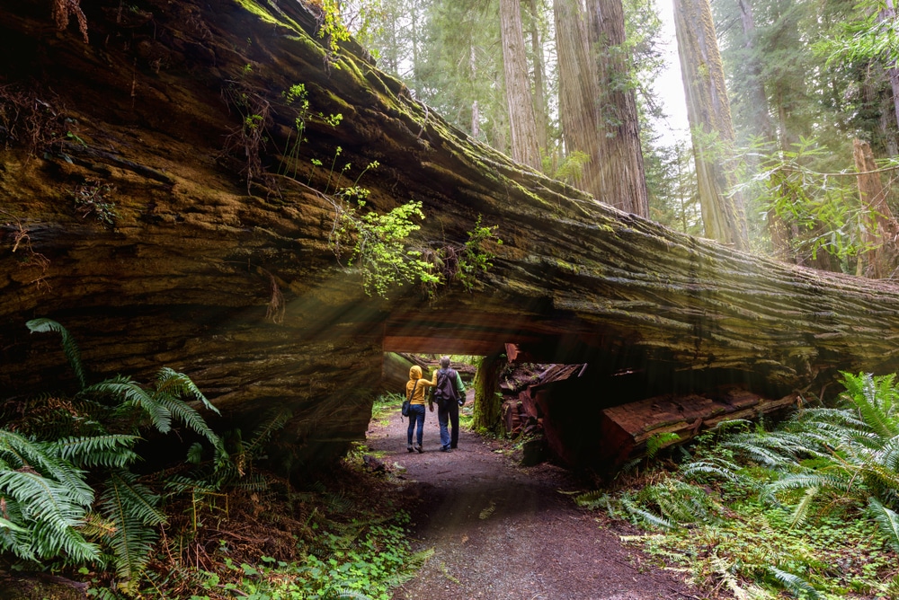 People walking through the amazing Humboldt Redwoods State Park
