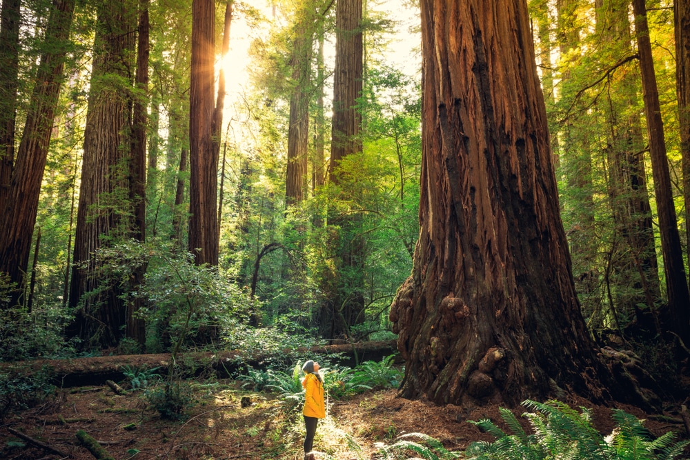 A Woman admiring the trees at Humboldt Redwoods State Park in California