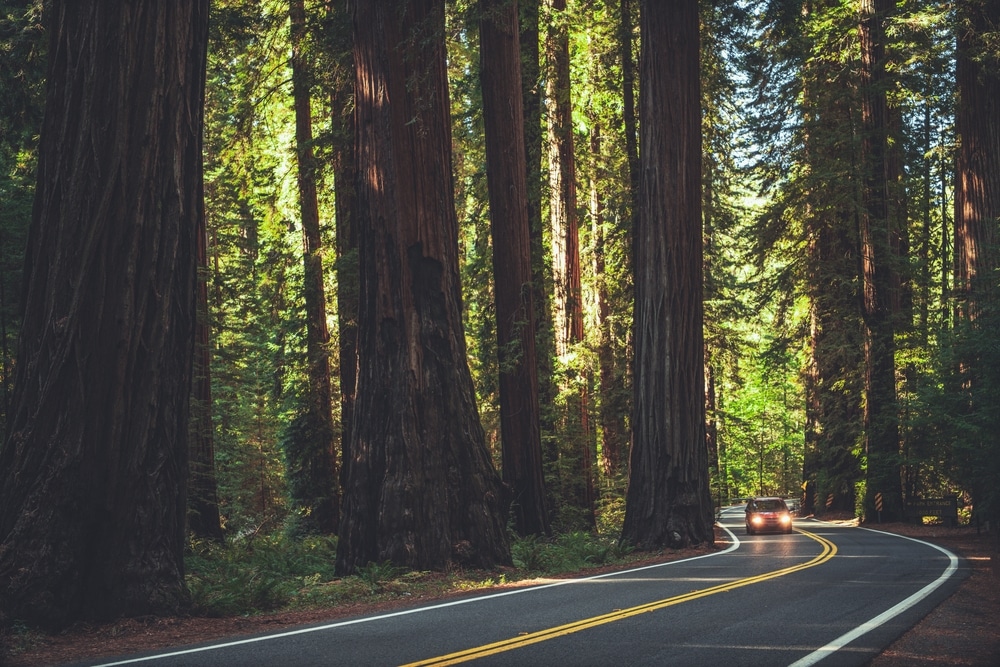 Touring the Redwoods is one of the best things to do in Eureka California