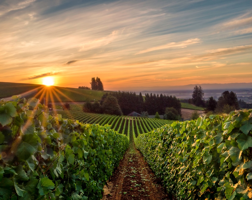 Gorgeous vineyard views from one of the best Oregon Wineries
